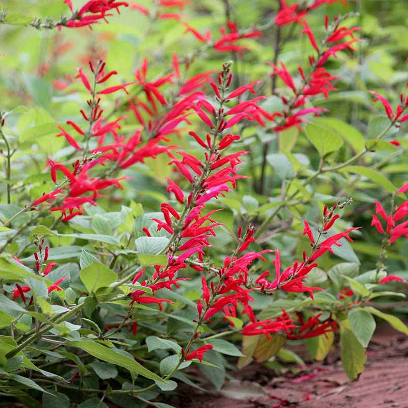 Aromatic Pineapple Sage plant