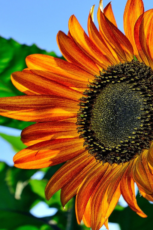 Bicolor Sunflower plant