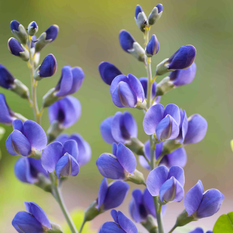 Blue Wild Indigo plant
