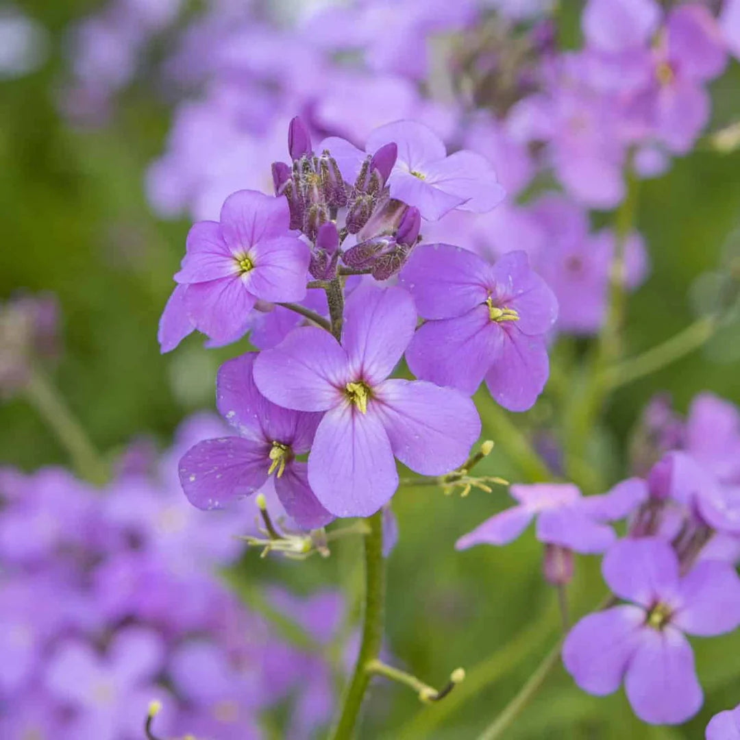 Violet Linifolium flower seeds