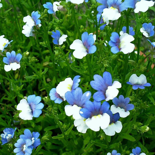 Blue Gem Nemesia plant
