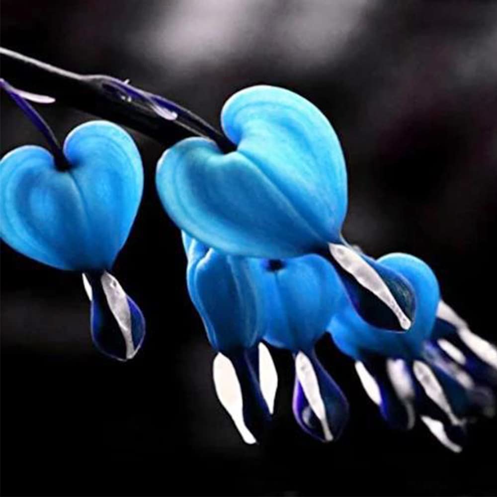 Blue Bleeding Heart plant