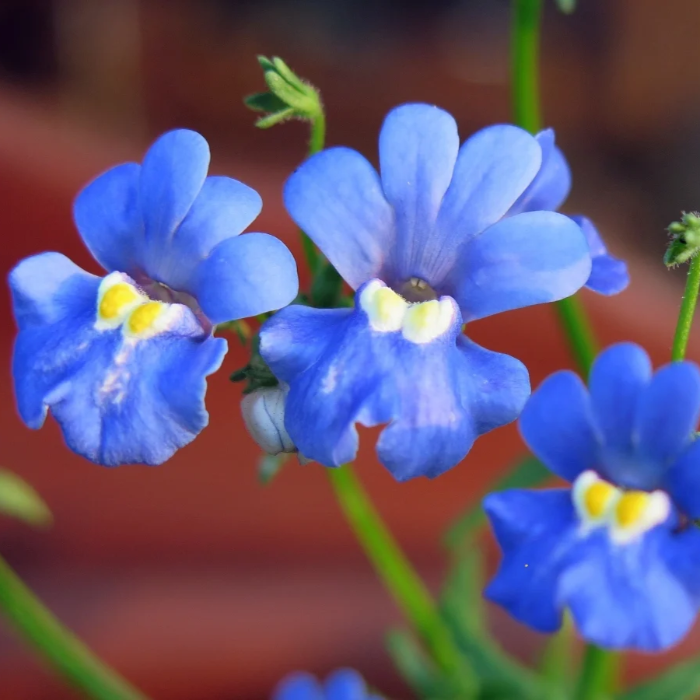 Blue Gem Nemesia plant