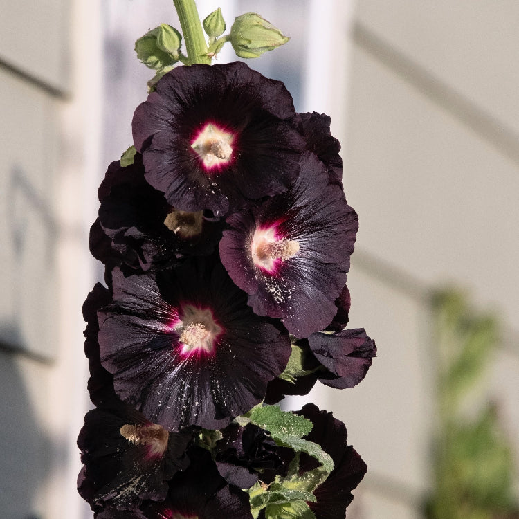 Black Hollyhock plant