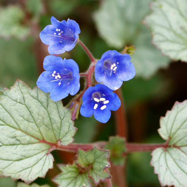 California Bluebell plant