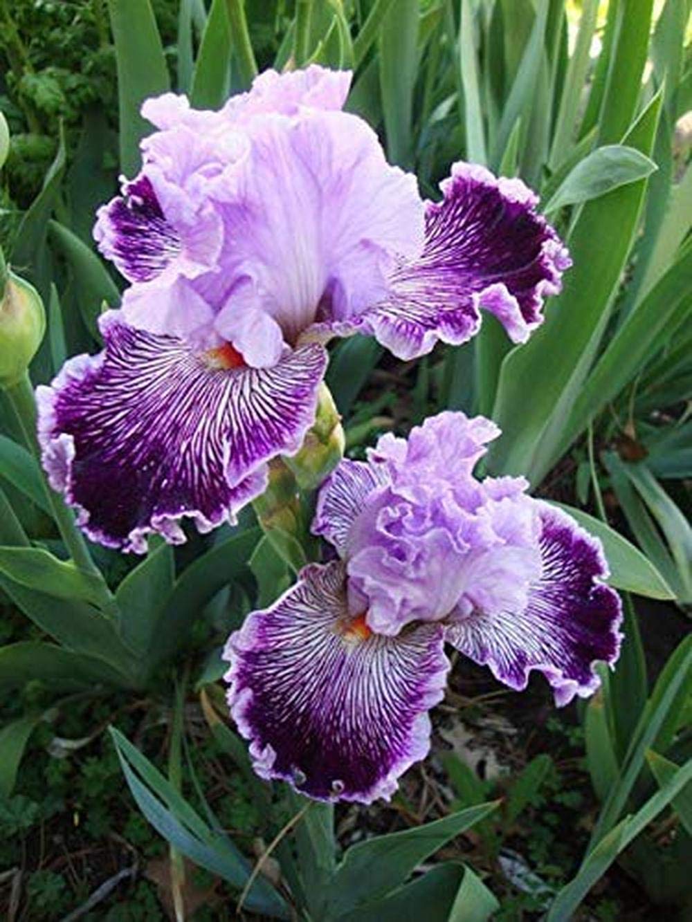 Bearded Iris plant