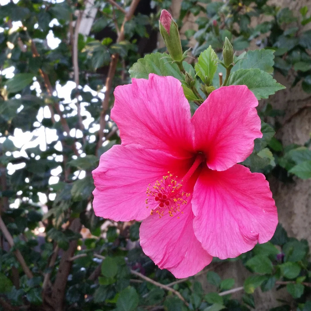 Pink Hibiscus flower seeds