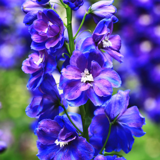 Blue Spire Larkspur plant