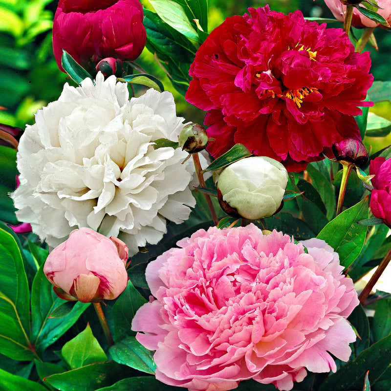 Mixed Paeonia Suffruticosa Flower Seeds for Planting – Heirloom Non-GMO Garden Seeds