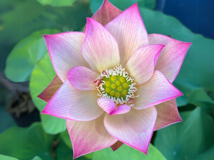 Root Lotus plant