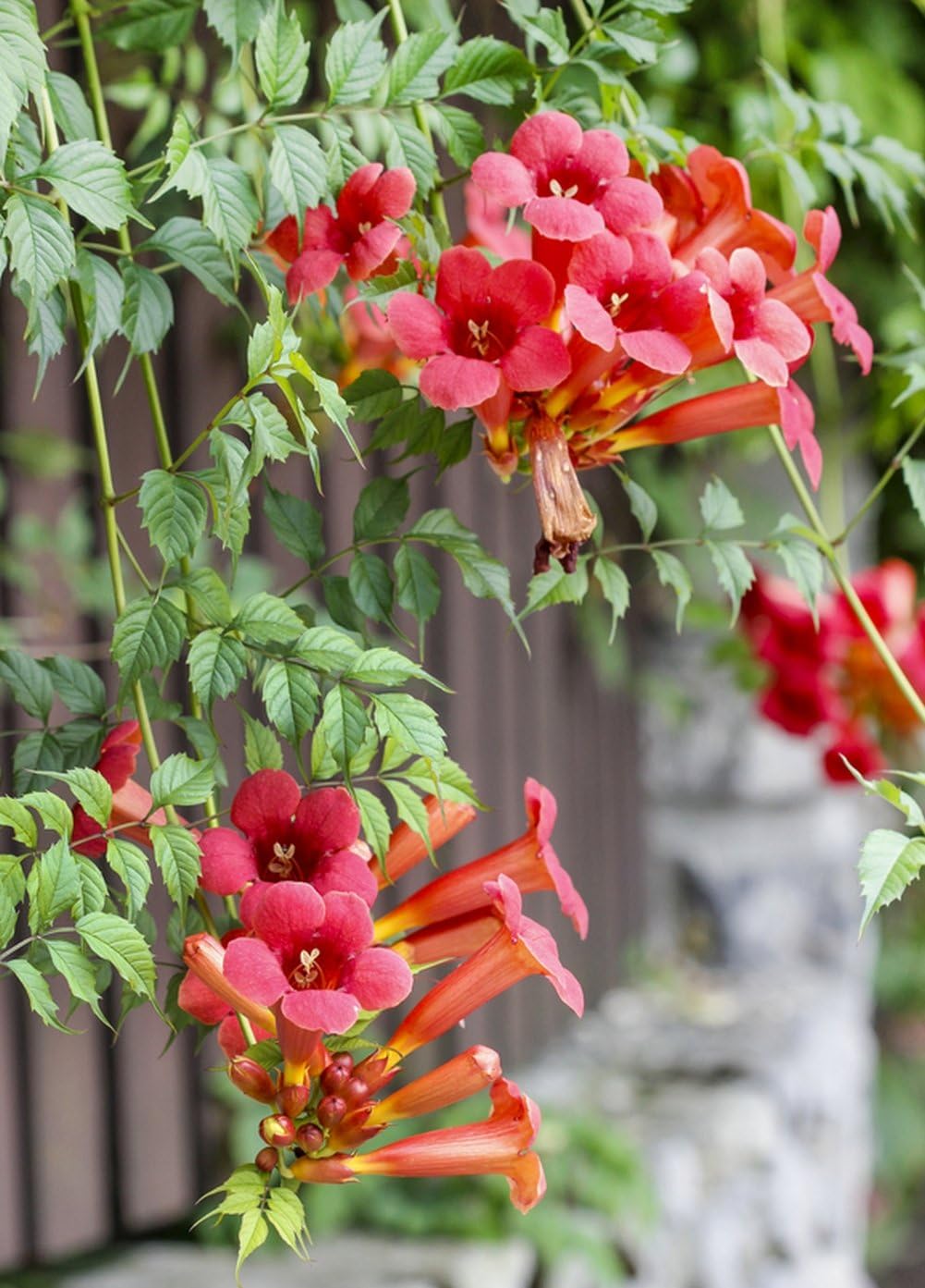 Scarlet Trumpet Vine plant