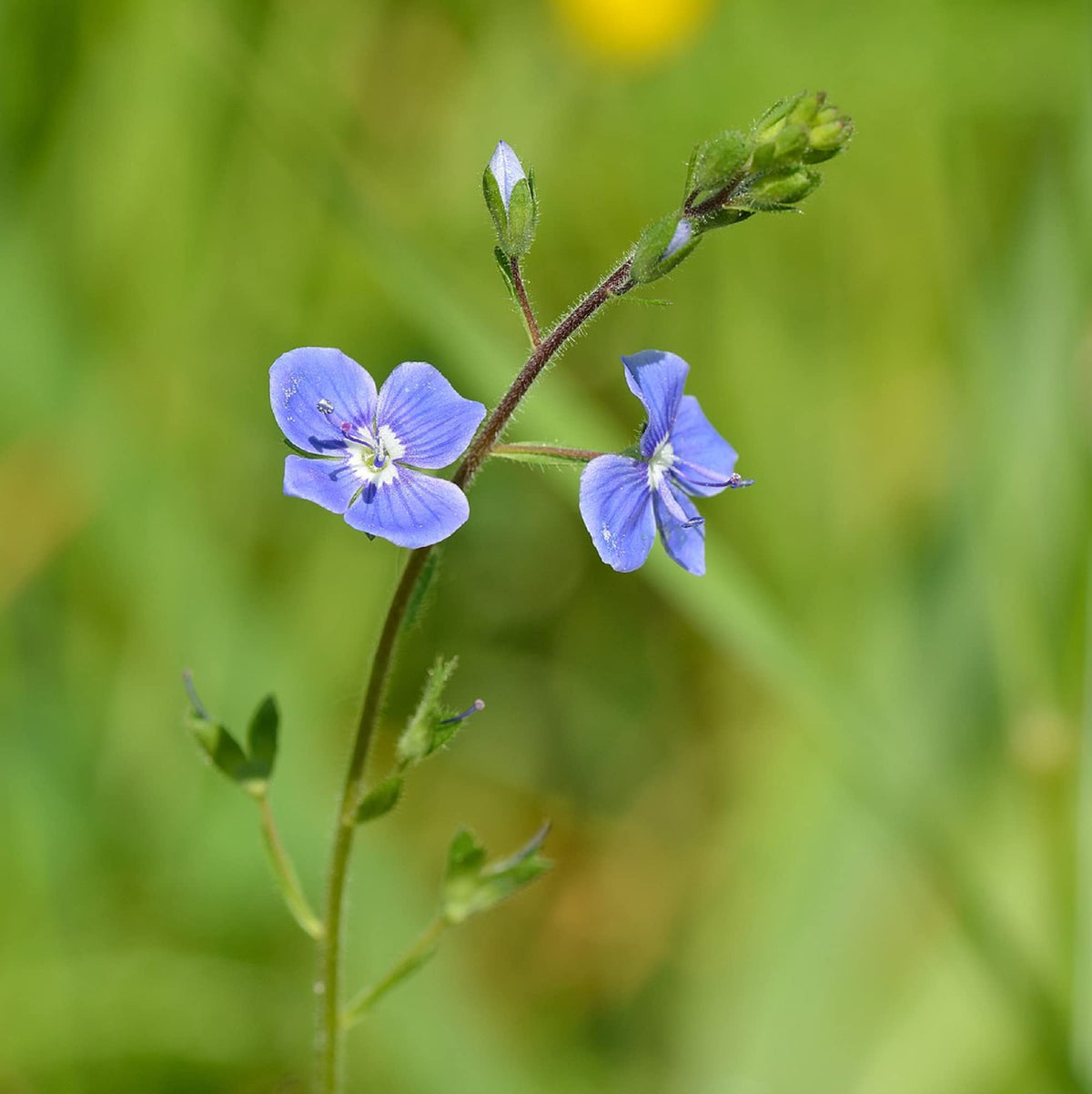 Speedwell Veronica Repens plant