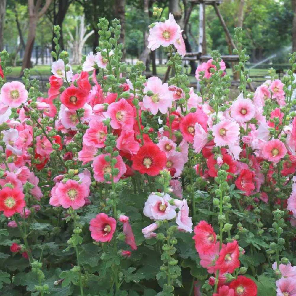 Carnival Pink Hollyhock plant