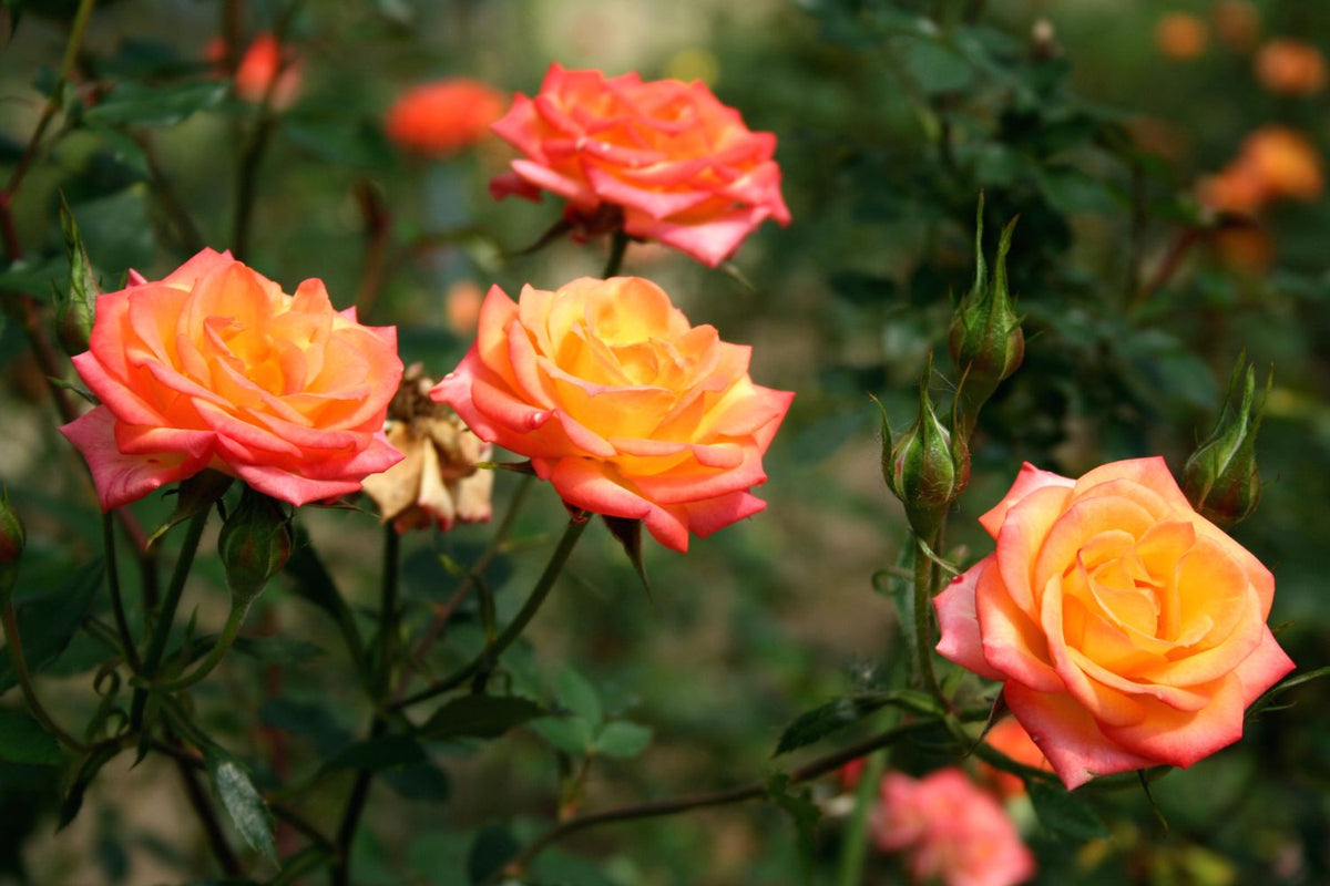 Baby Orange Rose plant