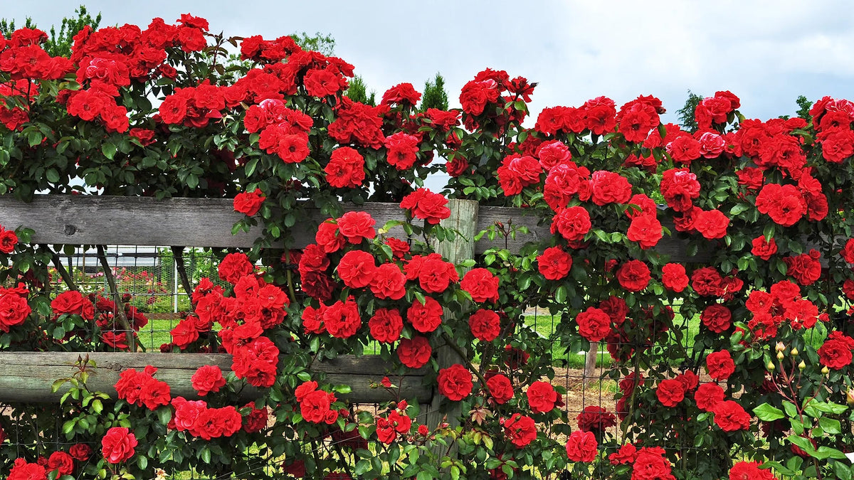 Climbing Rose plant