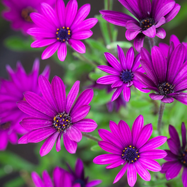 Purple Osteospermum plant