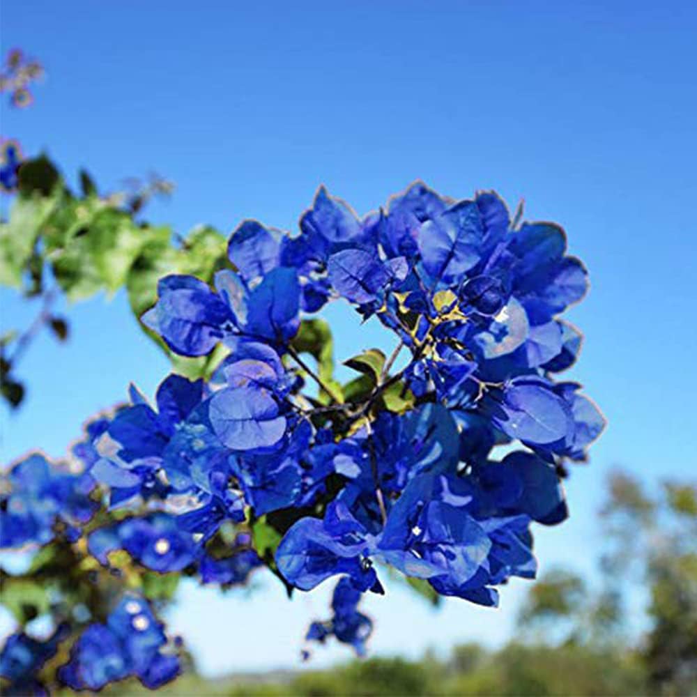 Balcony Blue Bougainvillea plant