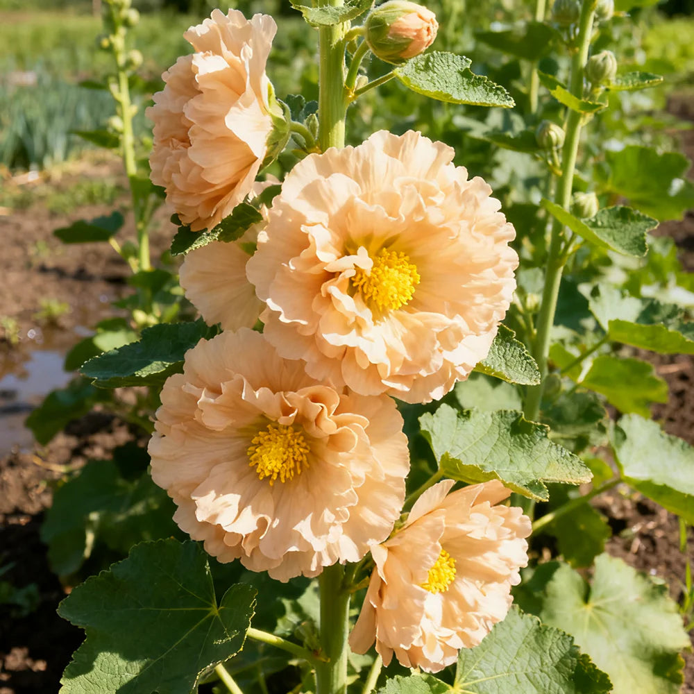 Orange Hollyhock flower seeds