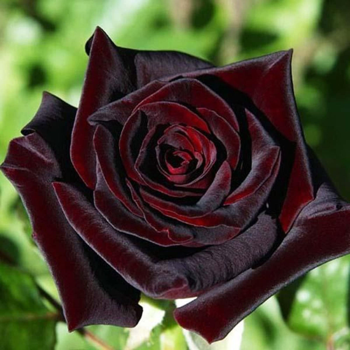 Black Baccara Rose plant