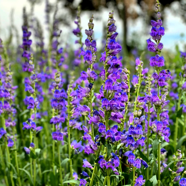 Beardtongue Penstemon Strictus plant