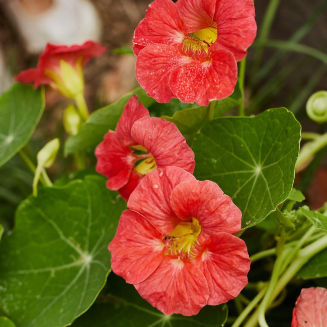 Rose Jewel Nasturtium plant