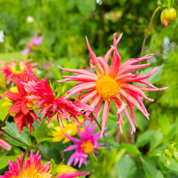Cactus Dahlia plant