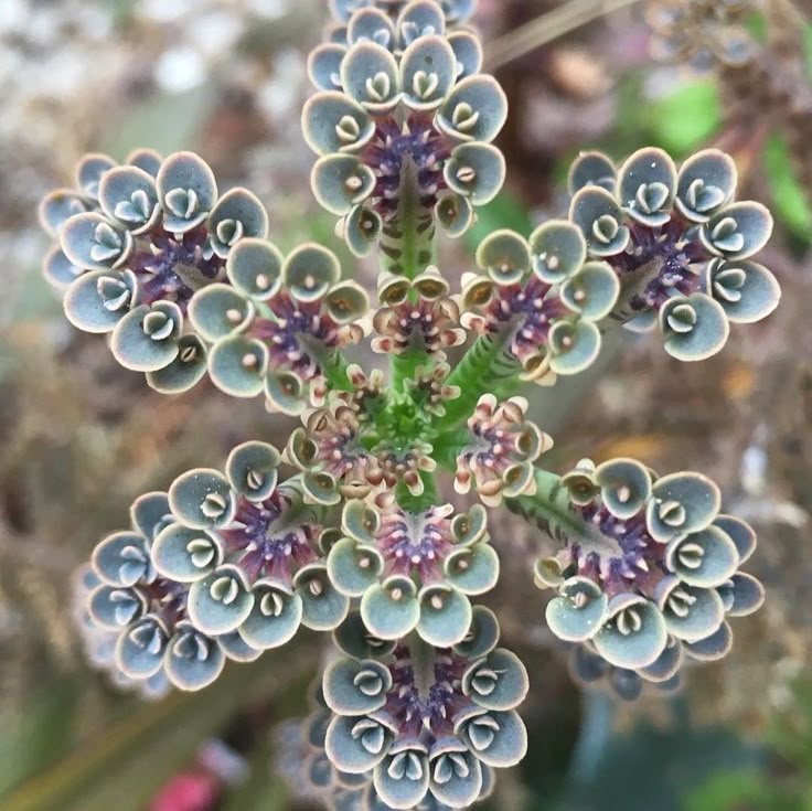 Daigremontiana flower seeds