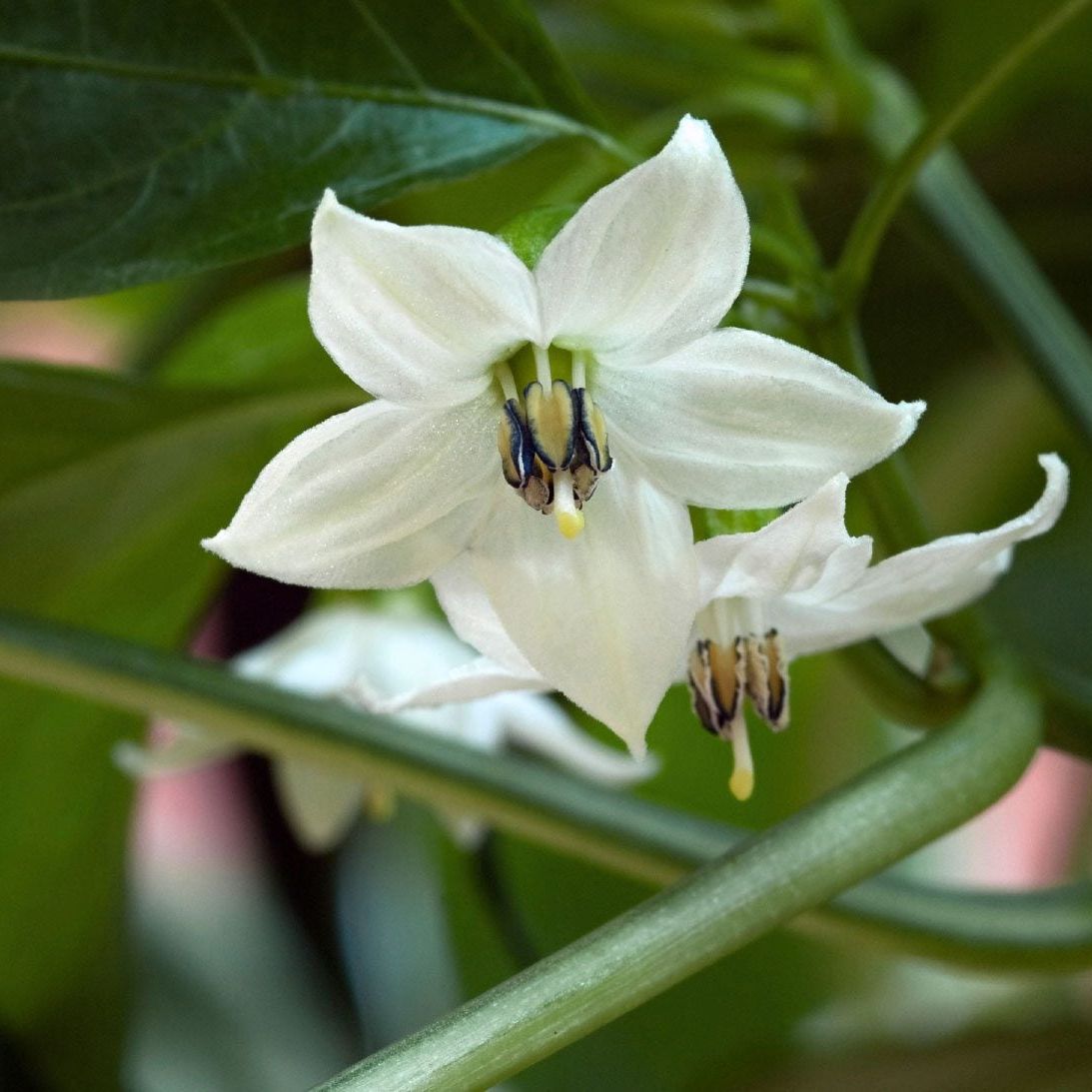 Jalapeno flower seeds