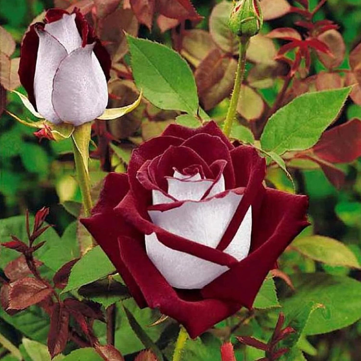 Hybrid Tea Rose plant