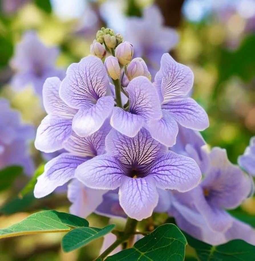 Fortunei Paulownia plant