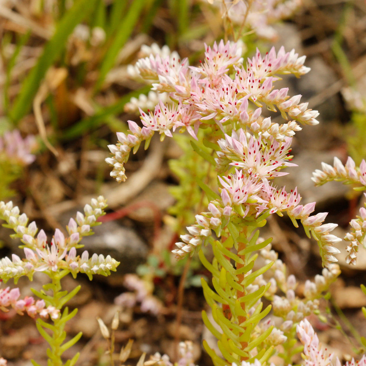 Stonecrop Sedum Pulchellum plant