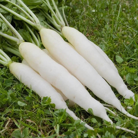Organic Radish Seeds