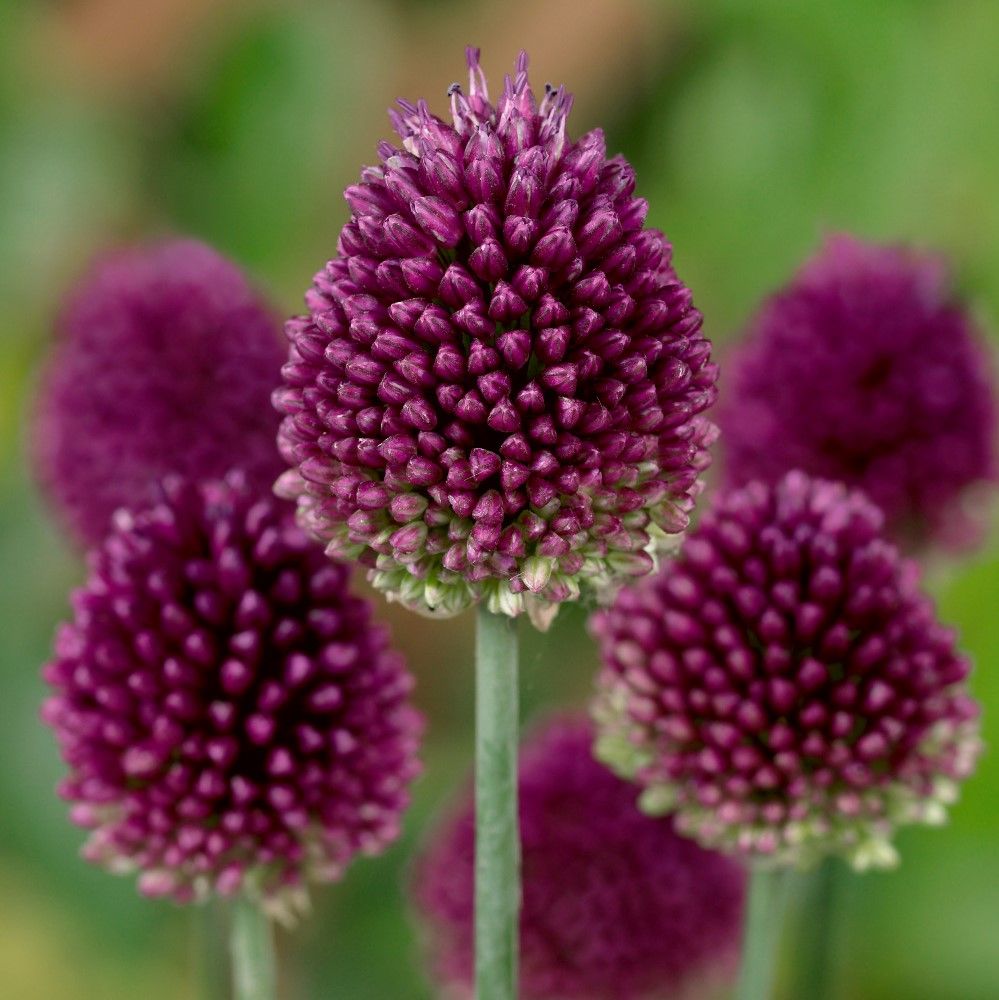 Allium Sphaerocephalon flower seeds