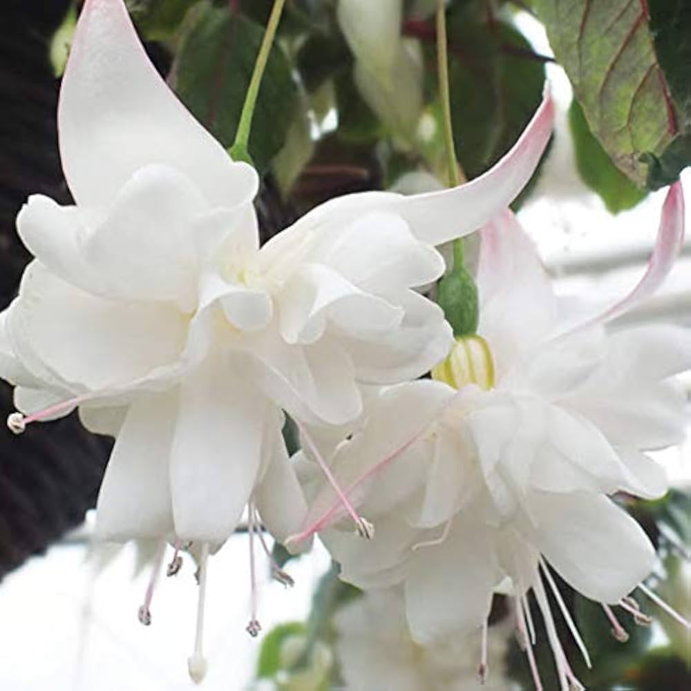 White Double flower seeds