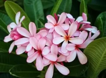 Light Pink flower seeds