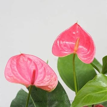 Anthurium flower seeds