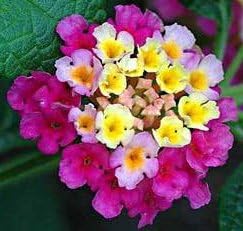 Feston Purple flower seeds