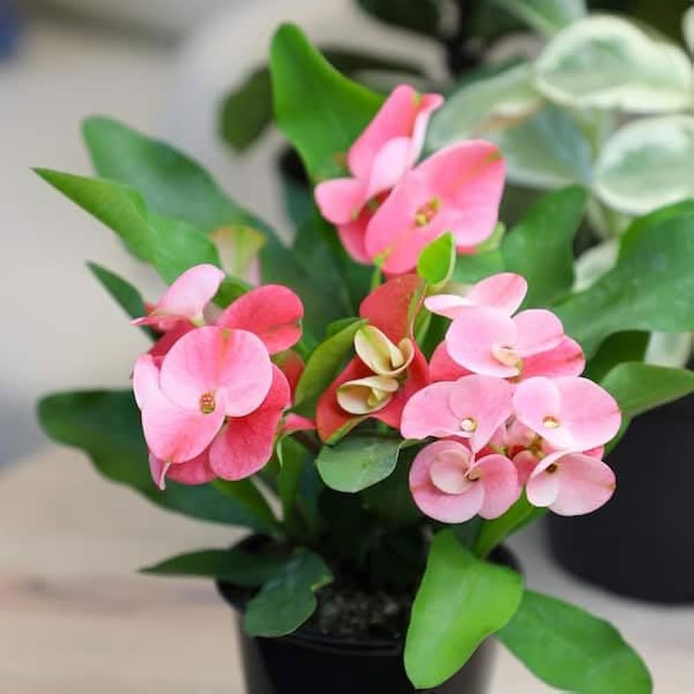 Light Pink flower seeds