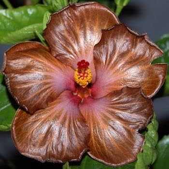 Brown Hibiscus flower seeds
