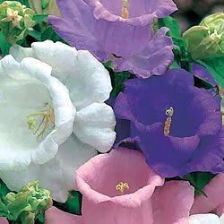 Campanula Canterbury flower seeds