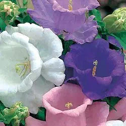 Ruby Red flower seeds