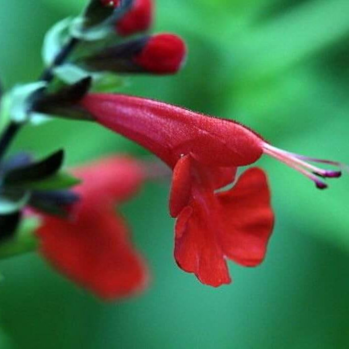 Pineapple Sage plant