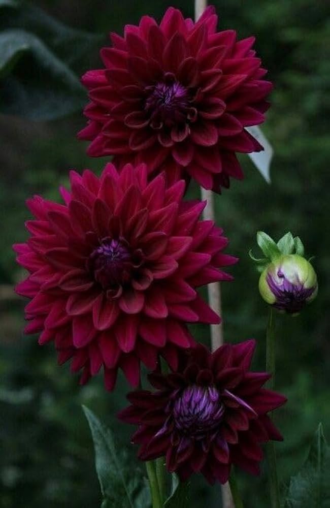 Maroon Red flower seeds