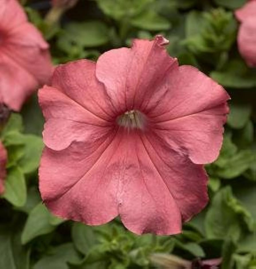 Salmon Tritunia flower seeds