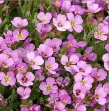 Soft Pink flower seeds