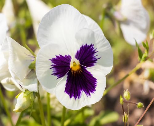 White Violet Pansy Flower - Heirloom, Non - Gmo Seeds