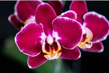 Burgundy White flower seeds