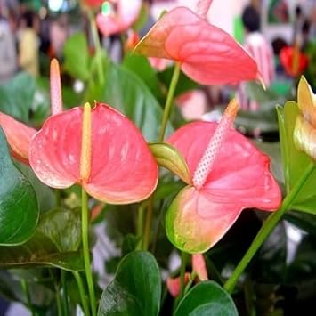 White Pink flower seeds