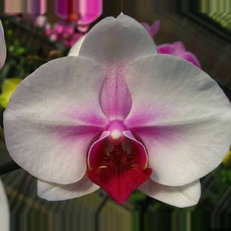 Phalaenopsis Orchid flower seeds