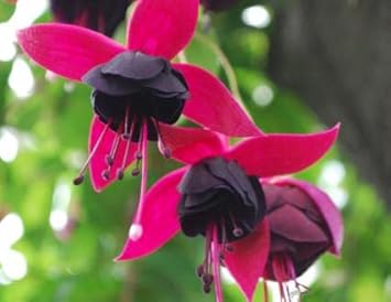 Black Pink flower seeds